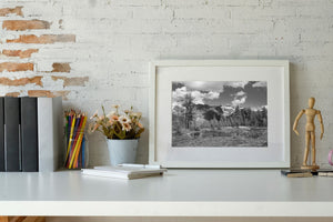 Rocky Mountain Pond and Forest | Photo Art Print fine art photographic print