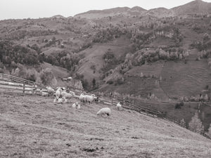 Rolling hills with sheep rural Romania | Photo Art Print fine art photographic print