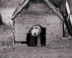 Chien de ferme roumain | Photos Tirage d’art Fine Art impression photographique