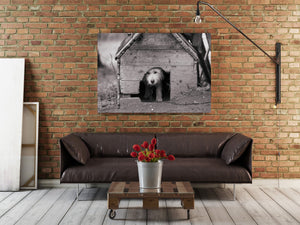 Chien de ferme roumain | Photos Tirage d’art Fine Art impression photographique