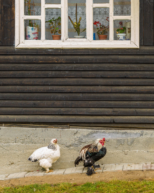 Romanian home with roosters | Photo Art Print fine art photographic print