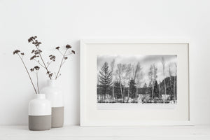 Row on trees rural Ontario | Photo Art Print fine art photographic print