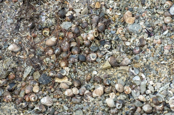 Sea Shells Peggys Cove Nova Scotia shore | Photo Art Print fine art photographic print