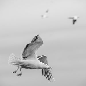 Jan-van-gent tijdens de vlucht | Foto Kunstprint Fine Art fotografische afdruk
