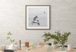 Jan-van-gent tijdens de vlucht | Foto Kunstprint Fine Art fotografische afdruk