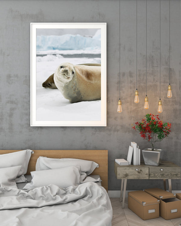 Seal looks straight into camera in Antarctica | Photo Art Print fine art photographic print