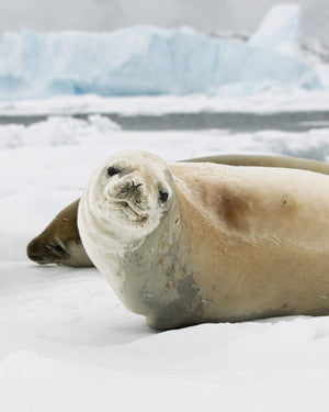 Seal looks straight into camera in Antarctica | Photo Art Print fine art photographic print