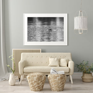Seal swimming in the British Columbia waters | Photo Art Print fine art photographic print