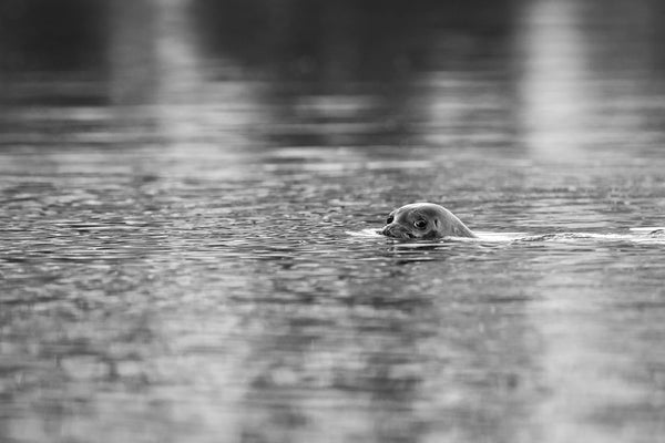 Seal swimming in the British Columbia waters | Photo Art Print fine art photographic print