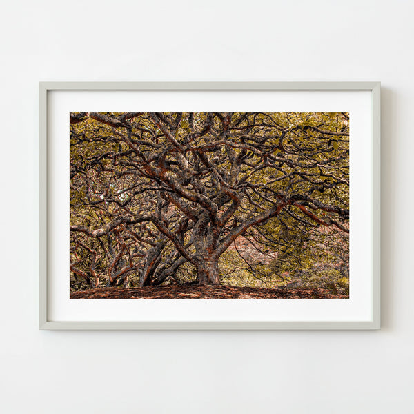 Secluded forest with wild trees | Photo Art Print fine art photographic print