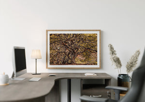 Nature woods photo print