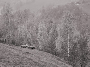 Schafe auf einem rumänischen Hügel | Foto Kunstdruck Fine Art Fotodruck