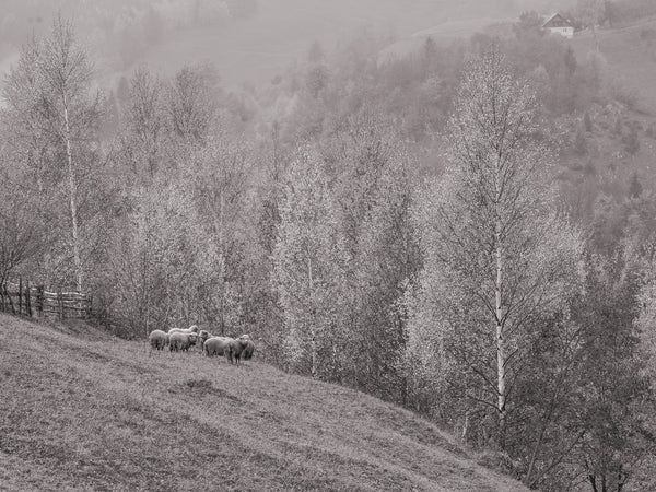 Sheep on a Romanian hillside | Photo Art Print fine art photographic print