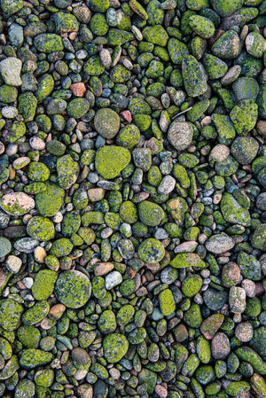Small round rocks from beach Cape Breton Nova Scotia | Photo Art Print fine art photographic print