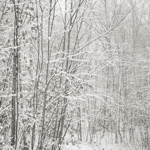 Schneebedeckte Birken im Wald | Foto Kunstdruck Fine Art Fotodruck
