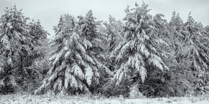 Panoramic winter forest with heavy snow on evergreen branches