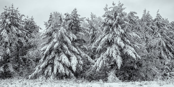 Snow Covered Trees in Haliburton Highlands Canada | Photo Art Print fine art photographic print