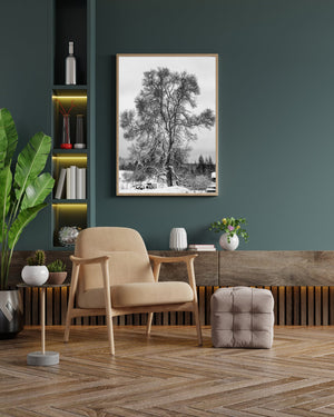 Snow covered tree in Northern Canadian old Farmhouse | Photo Art Print fine art photographic print