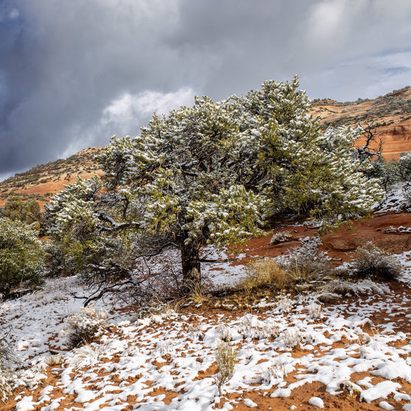 Snow covered tree in the desert | Photo Art Print fine art photographic print