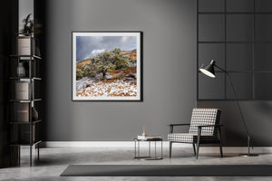 Snow covered tree in the desert | Photo Art Print fine art photographic print
