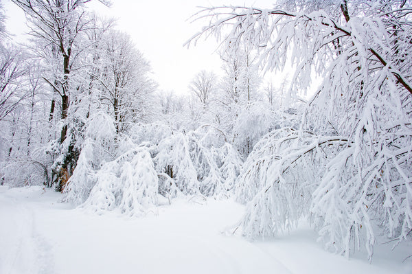 Snow takes over the trees in Haliburton | Photo Art Print fine art photographic print