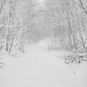 Snowcovered trees down the quite forest in Northern Canada | Photo Art Print fine art photographic print
