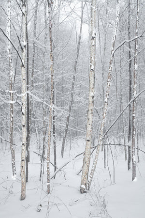 캐나다 자작나무 Haliburton Forest | 사진 아트 프린트 파인아트 사진 인쇄