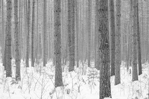 Tall straight tree trunks rising above a snow-covered forest floor