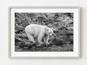 Spirit Bear hunting salmon | Photo Art Print fine art photographic print