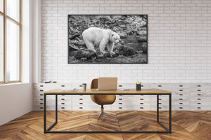 Spirit Bear hunting salmon | Photo Art Print fine art photographic print