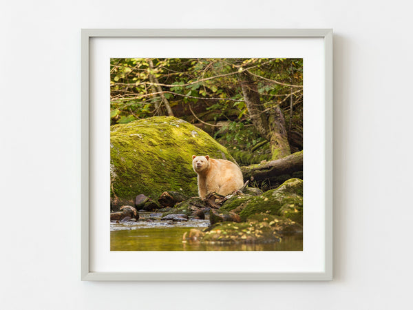 Spirit bear sitting Hartley Bay | Photo Art Print fine art photographic print