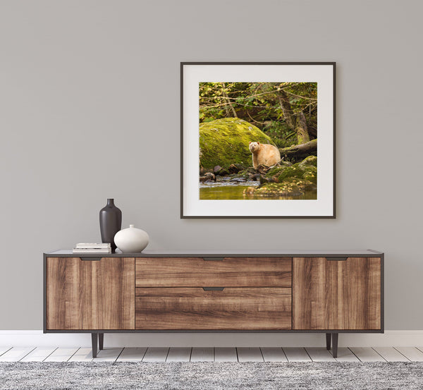 Spirit bear sitting Hartley Bay | Photo Art Print fine art photographic print