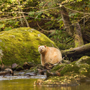 Spirit bear sitting Hartley Bay | Photo Art Print fine art photographic print