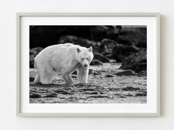 Spirt bear walking through a British Columbia river | Photo Art Print fine art photographic print