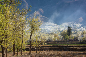 Kersenbloesemboom in China | Foto Kunstprint Fine Art fotografische afdruk