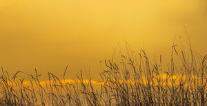 Sun drenched sky through tall grass | Photo Art Print fine art photographic print