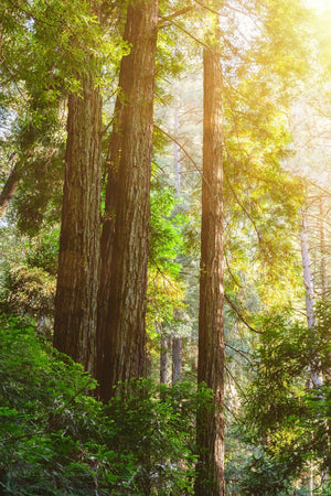 Secuoyas de California bajo el sol | Foto Impresión de arte Fine Art impresión fotográfica
