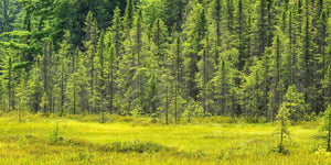 Bright grasses glow before a wall of slender green forest trees.