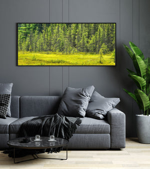 Panoramic woodland photograph with a sunlit clearing and layered evergreens.