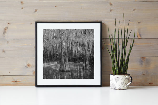 Sunrays through the mist Louisiana Swamps | Photo Art Print fine art photographic print