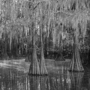 Sunrays through the mist Louisiana Swamps | Photo Art Print fine art photographic print