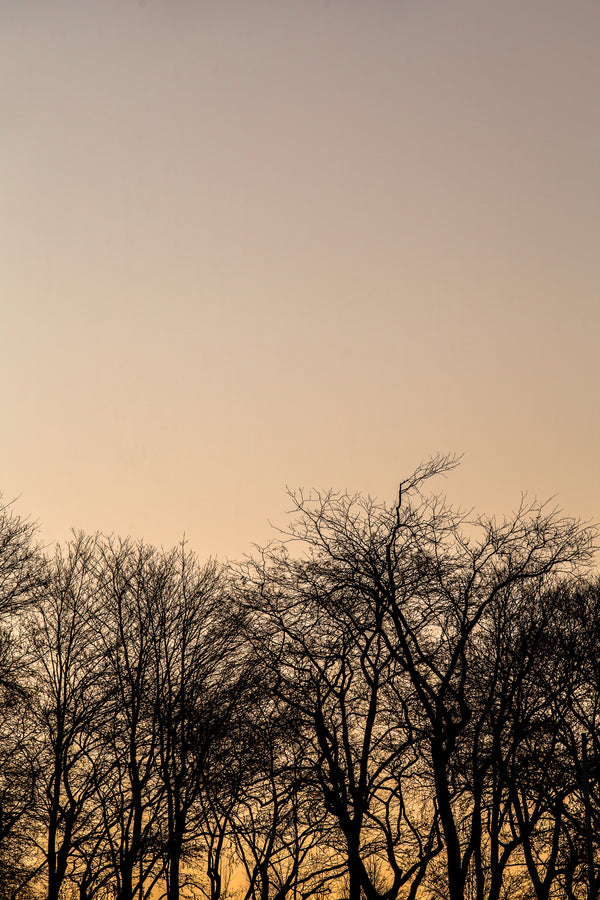 Sunset through the trees | Photo Art Print fine art photographic print