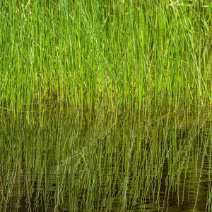Swamp grass in Algonquin Park | Photo Art Print fine art photographic print