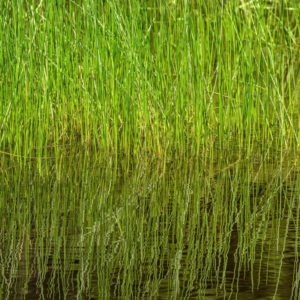 Swamp grass in Algonquin Park | Photo Art Print fine art photographic print