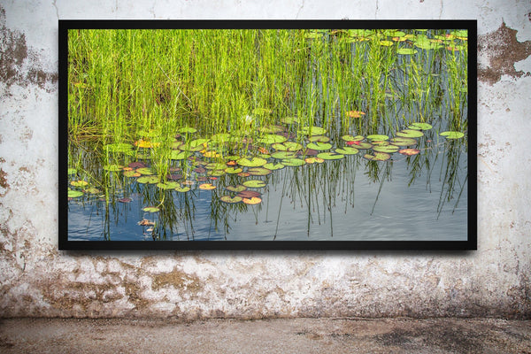 Swamp water lilies and tall grass in Ontario | Photo Art Print fine art photographic print