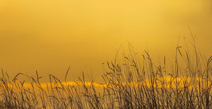 Fine stems and seed heads form dark lines beneath a warm yellow sky.