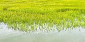 Tall grass in wetlands | Photo Art Print fine art photographic print