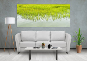 Tall grass in wetlands | Photo Art Print fine art photographic print