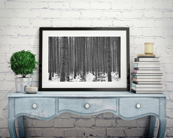 Tall trees in the dense Haliburton County forest | Photo Art Print fine art photographic print