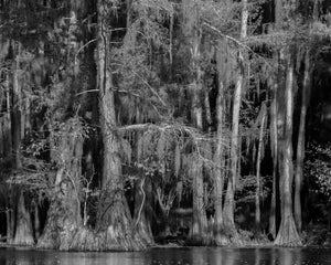 Flared cypress trunks and hanging moss line a shadowed Texas waterway.